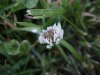 White Clover; Dutch Clover (Trifolium repens)