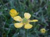 Common Buttercup (Ranunculus acris)