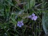 Ground Ivy; Gill-over-the-ground;  Creeping Charlie (Glechoma  hederacea)