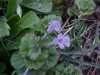 Ground Ivy; Gill-over-the-ground;  Creeping Charlie (Glechoma  hederacea)