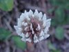 White Clover; Dutch Clover (Trifolium repens)