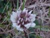 White Clover; Dutch Clover (Trifolium repens)