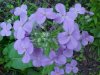 Dame's Rocket; Dame's Violet; Mother-of-the-Evening (Hesperis matronalis)