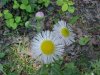 Philadelphia Fleabane (Erigeron philadelphicus)