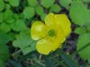 Common Buttercup (Ranunculus acris)