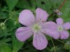 Wild Geranium; Crane's Bill (Geranium maculatum)