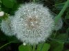 Dandelion seedhead (Taraxacum officinale)