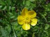 Common Buttercup (Ranunculus acris)