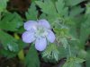 Wild Geranium; Crane's Bill (Geranium maculatum)