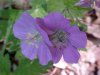 Wild Geranium; Crane's Bill  (Geranium maculatum)