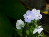 Germander Speedwell; Bird's-eye Speedwell (Veronica chamaedrys)