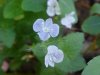 Germander Speedwell; Bird's-eye Speedwell (Veronica chamaedrys)