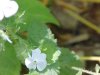 Germander Speedwell; Bird's-eye Speedwell (Veronica chamaedrys)