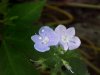 Germander Speedwell; Bird's-eye Speedwell (Veronica chamaedrys)