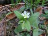 Mouse-ear Chickweed (Cerastium fontanum)