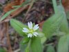 Mouse-ear Chickweed (Cerastium  fontanum)