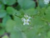Garlic Mustard (Alliaria petiolata)
