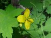 Greater Celandine; Wartweed (Chelidonium majus)