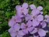 Dame's Rocket; Dame's Violet; Mother-of-the-Evening (Hesperis matronalis)