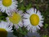 Philadelphia Fleabane (Erigeron philadelphicus)