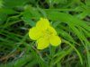 Canadian Dwarf Cinquefoil (Potentilla canadensis)
