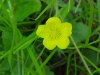 Canadian Dwarf Cinquefoil (Potentilla canadensis)