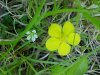 Canadian Dwarf Cinquefoil (Potentilla canadensis) and Mouse-ear Chickweed (Cerastium fontanum)