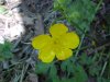 Common Buttercup (Ranunculus acris)