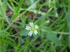 Mouse-ear Chickweed (Cerastium fontanum)