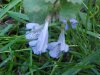 Ground Ivy; Gill-over-the-ground;  Creeping Charlie (Glechoma  hederacea)