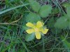 Canadian Dwarf Cinquefoil (Potentilla canadensis)
