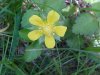Canadian Dwarf Cinquefoil (Potentilla canadensis)