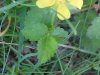 Canadian Dwarf Cinquefoil (Potentilla canadensis)