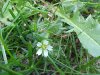 Mouse-ear Chickweed (Cerastium  fontanum)