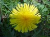 Common Dandelion (Taraxacum officinale)
