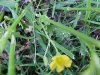 Yellow Wood Sorrel; Sour Grass (Oxalis stricta)