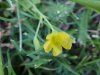 Yellow Wood Sorrel; Sour Grass (Oxalis stricta)
