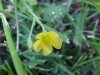 Yellow Wood Sorrel; Sour  Grass (Oxalis stricta)