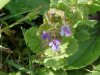 Ground Ivy; Gill-over-the-ground;  Creeping Charlie (Glechoma  hederacea)