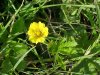 Canadian Dwarf Cinquefoil (Potentilla canadensis)