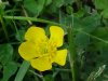 Common Buttercup (Ranunculus acris)