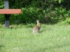 Rabbits of LDEO, Columbia Univ., Palisades, N.Y., USA