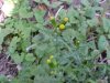 Wild Lettuce (Lactuca canadensis)