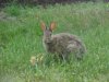 Rabbits of LDEO, Columbia Univ., Palisades, N.Y., USA