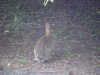 Rabbits of LDEO, Columbia Univ., Palisades, N.Y., USA