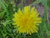 Common Dandelion (Taraxacum officinale)