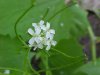Garlic Mustard (Alliaria petiolata)