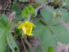 Canadian Dwarf Cinquefoil (Potentilla canadensis)