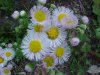 Philadelphia Fleabane (Erigeron philadelphicus)