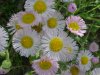Philadelphia Fleabane (Erigeron philadelphicus)